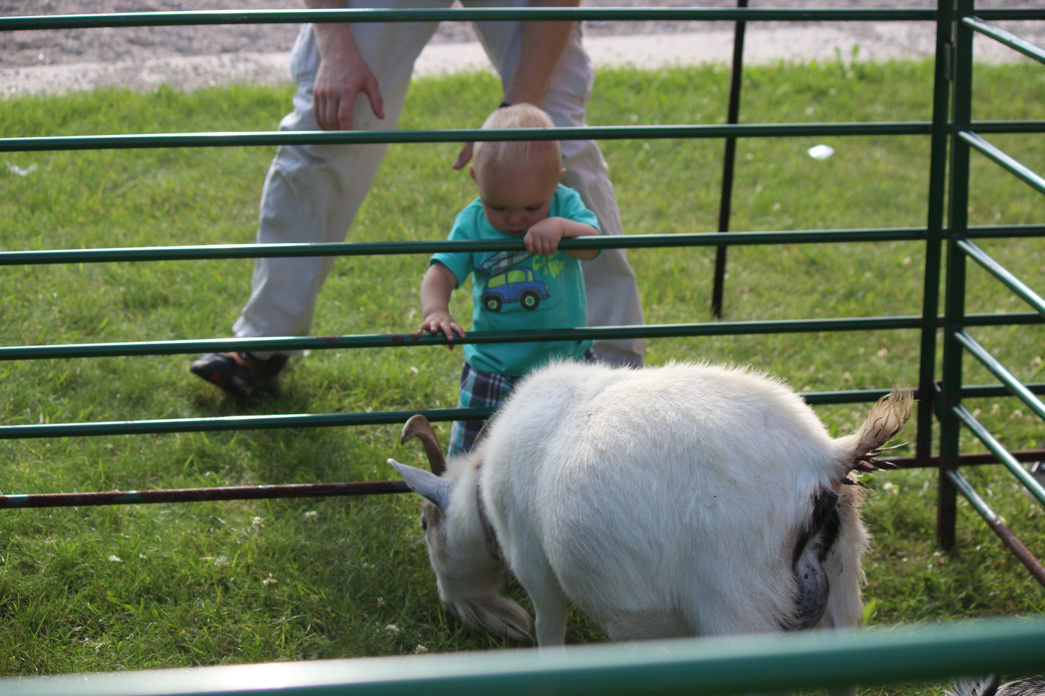 Timothy Carlson, almost 1-year-old of Cook, curiously observes goats at the Cook’s Country Connection pop-up farm.