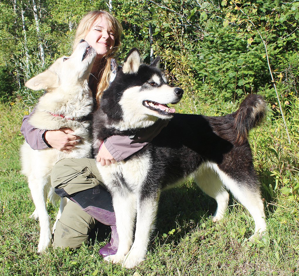 shley Thaemert gives some extra attention to two of her Alaskan Malamutes, Kira and Saffron, at her rural Tower home. The two sled dogs are starring in a new movie, “The Great Alaskan Race,” based on the historic sled dog run to transport medical supplies.