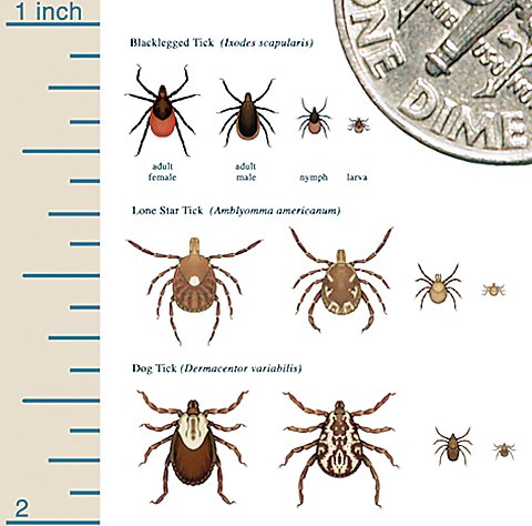 This picture shows each of the life stages of the black-legged tick: adult female, adult male, nymph, and larva. It also shows the relative sizes and patterns of the blacklegged tick, Lone Star tick, and American dog tick.
