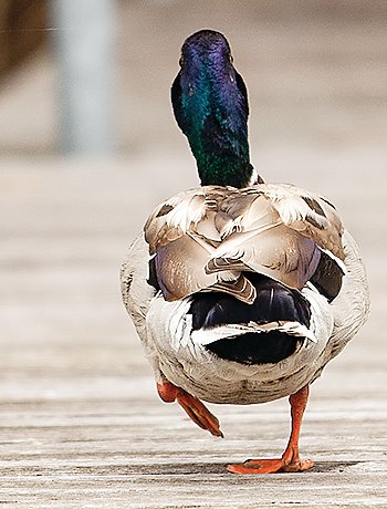 An aloof mallard walks away as the mail boat pulls up to a dock for a delivery.