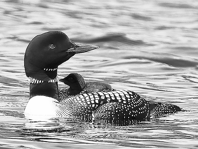A mother and baby loon.