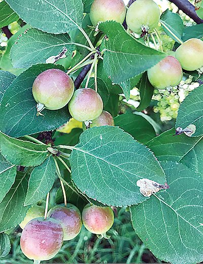 A strong crop of crab apples will ensure at least one batch of apple wine this fall.