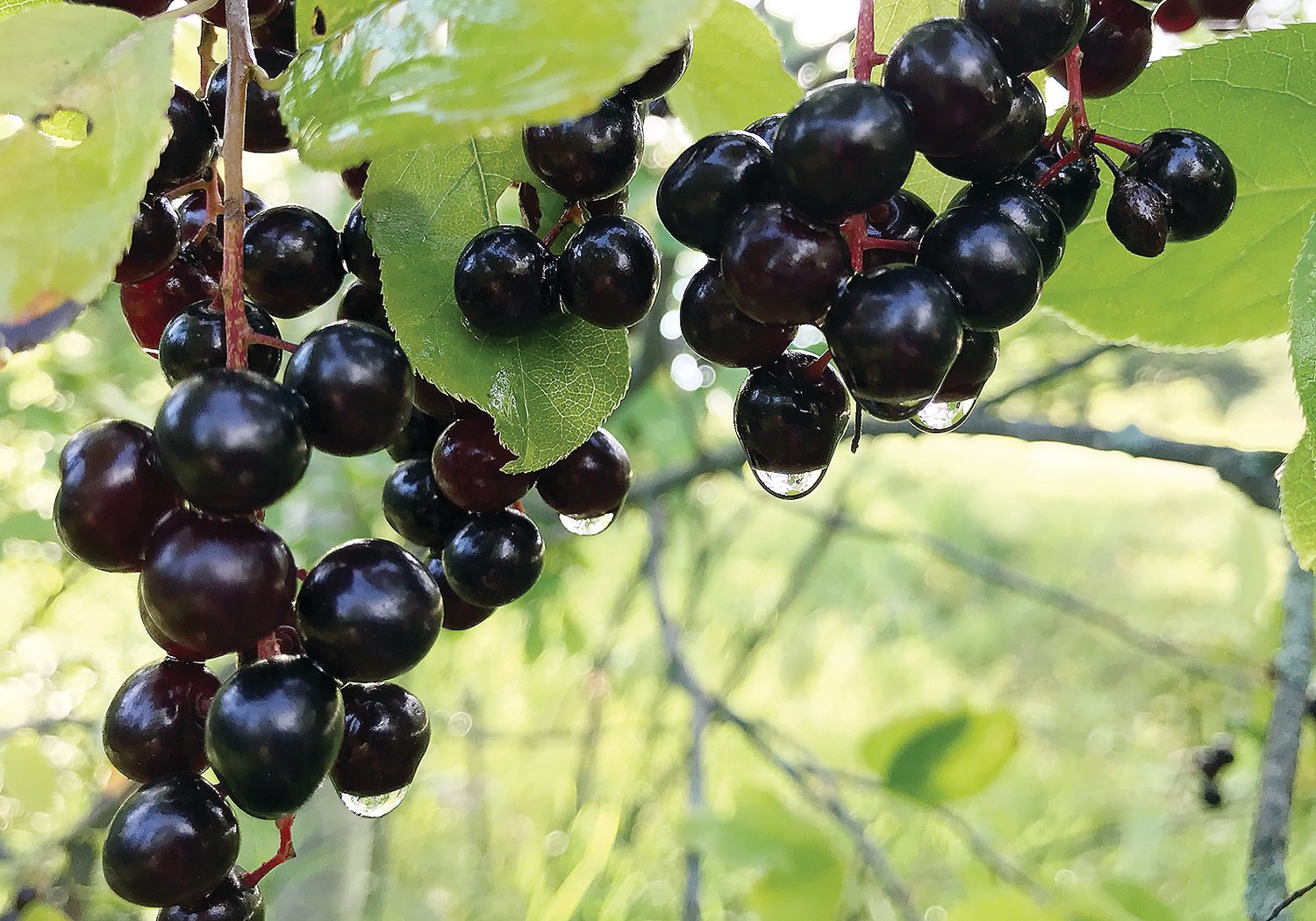 Ripe chokecherries after a recent rain.  These common 
berries make an excellent red wine.