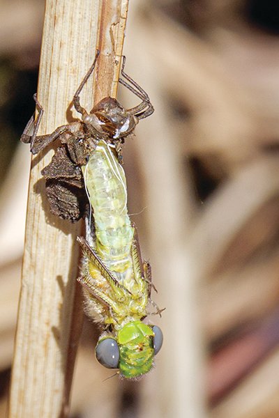A Kennedy’s Emerald in the process of emerging from its nymph case.