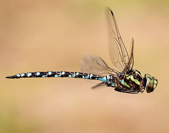 A Green-striped Darner captured in flight.