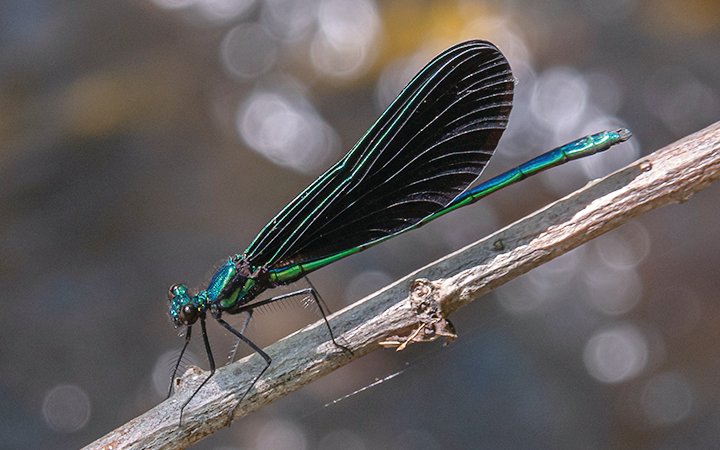 An Ebony Jewelwing is one of about 25 species of damselflies found in the North Country.