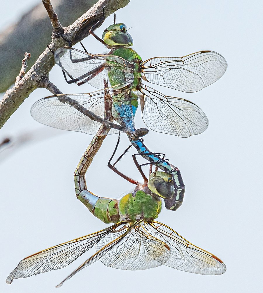 A mating pair of Common Green Darners in what’s known as the “wheel position.”  The female, (below) is held in place by claspers at the tip of the male’s abdomen.