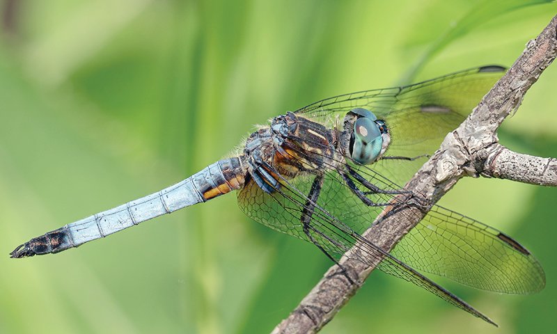 A Blue Dasher is among a number of species of dragonflies that rest their wings in a forward 
position.