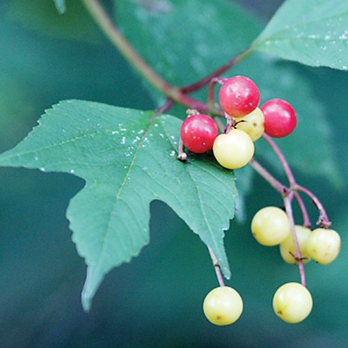 High-bush cranberries are a natural food targeted by bears in late summer.