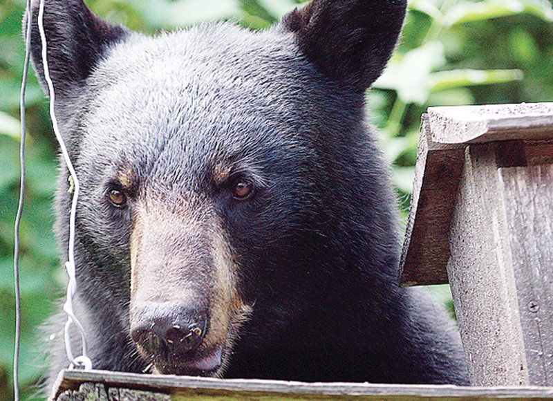 Limited 
availability of natural foods has prompted more nuisance behavior from bears in the region this summer.