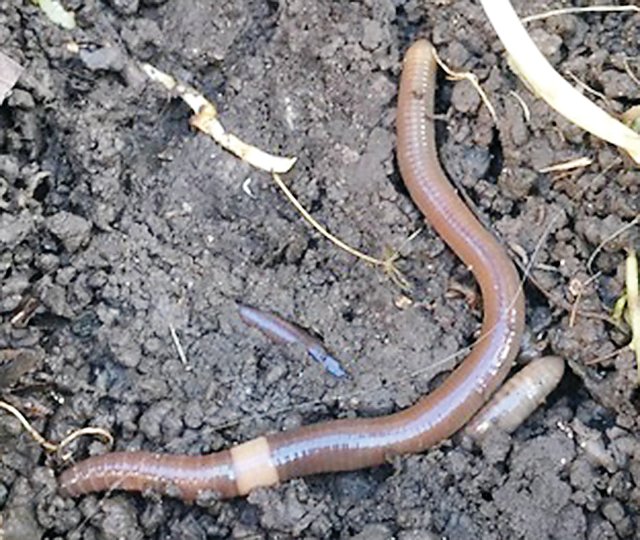 Asian jumping worms are the latest invasive species to 
become established in Minnesota. They look similar to other 
earthworms, but writhe 
agressively when touched.
