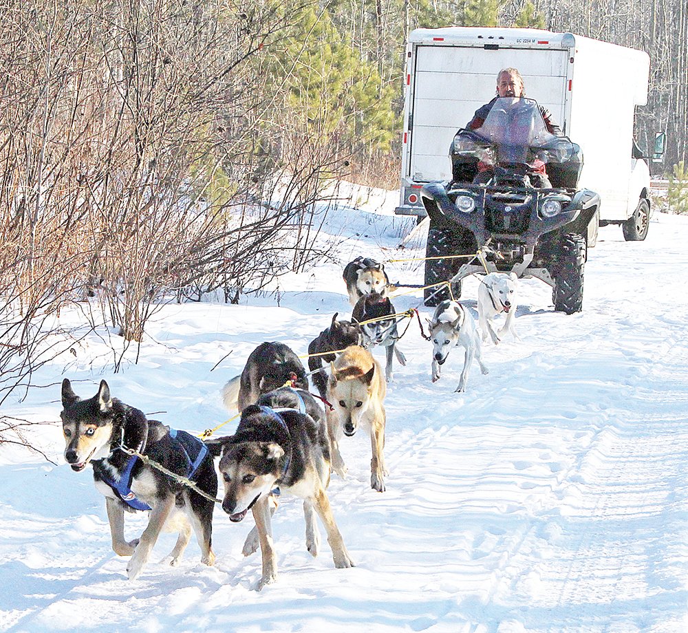 Scott Edgett, who lives west of Babbitt, trains his sled dogs year-round. Before the recent snowfall, he used a four-wheeler ATV as he ran nine of his dogs near Bear Head Lake