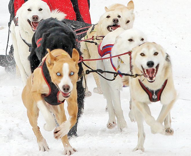 Ryan Miller’s eight-dog team was motivated to get off to a good start Sunday morning in the 2021 WolfTrack Classic sled dog race.