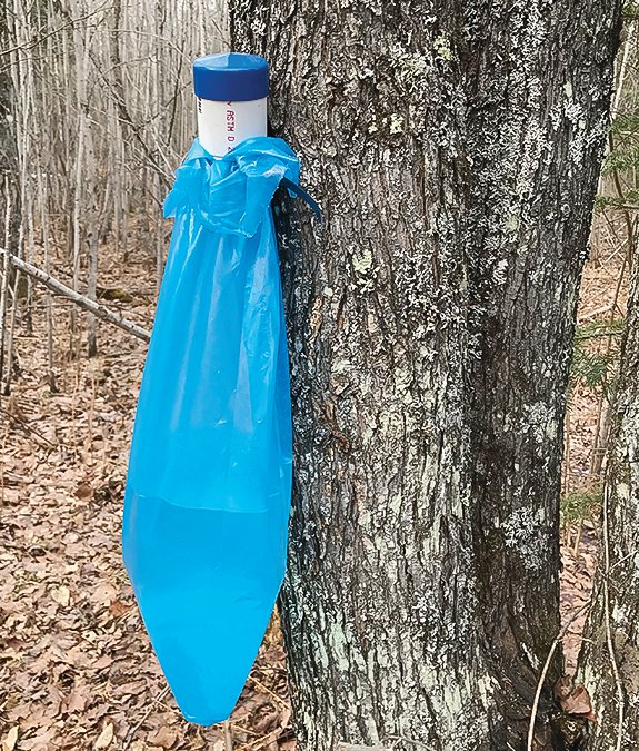 A blue bag hangs heavy with sap.
