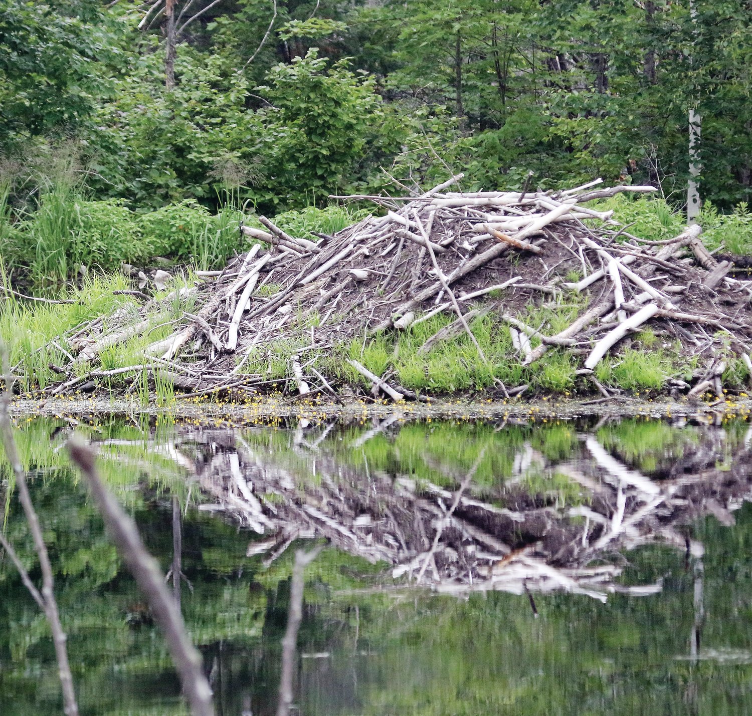 One of three large beaver lodges in the pond reflects in still water.