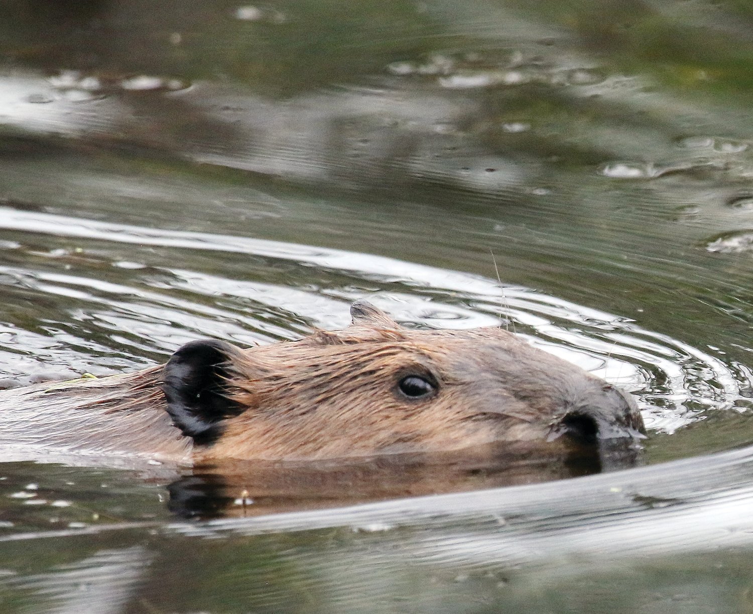 A beaver makes a drive-by, eyeing an unwelcome visitor to the pond.