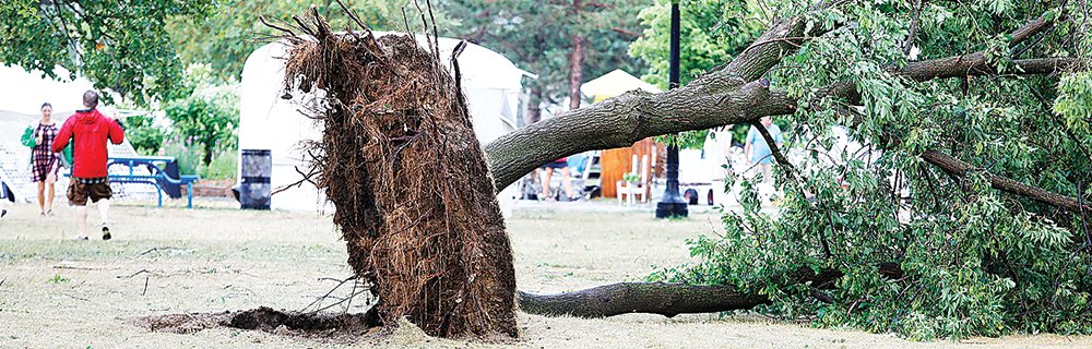 Uprooted trees created hazardous conditions, prompting Chamber of Commerce officials to cancel the last two days of the festival.
