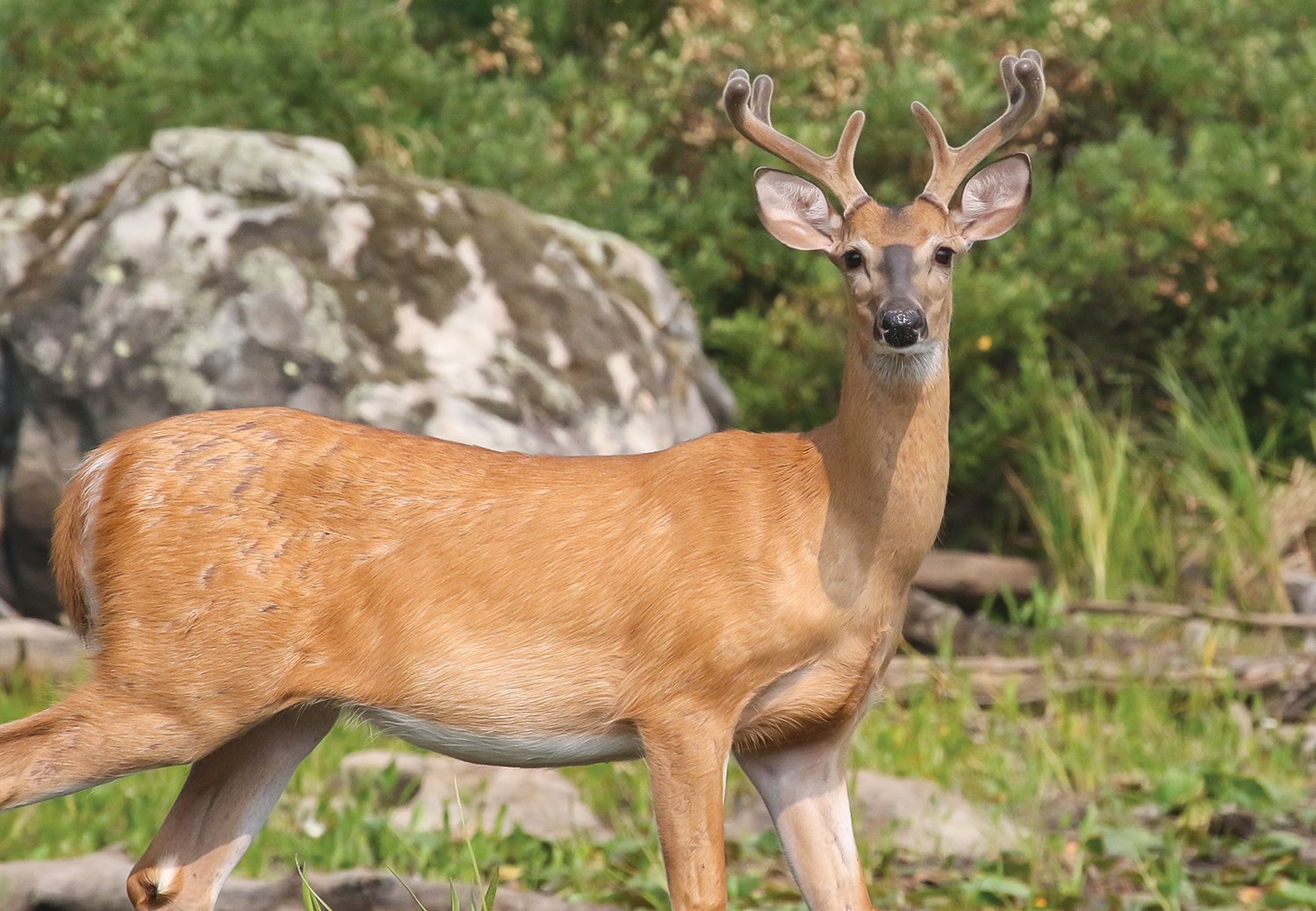 An eight-point 
buck in velvet was working the shore of the Pike River Flowage, near Tower, 
recently.