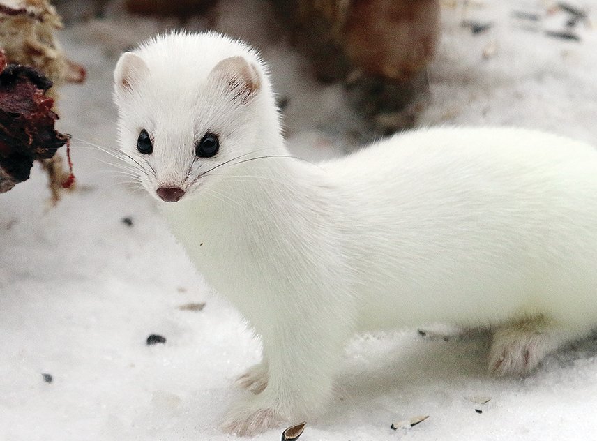 Winter white fur helps to protect this short-tailed weasel from larger predators.