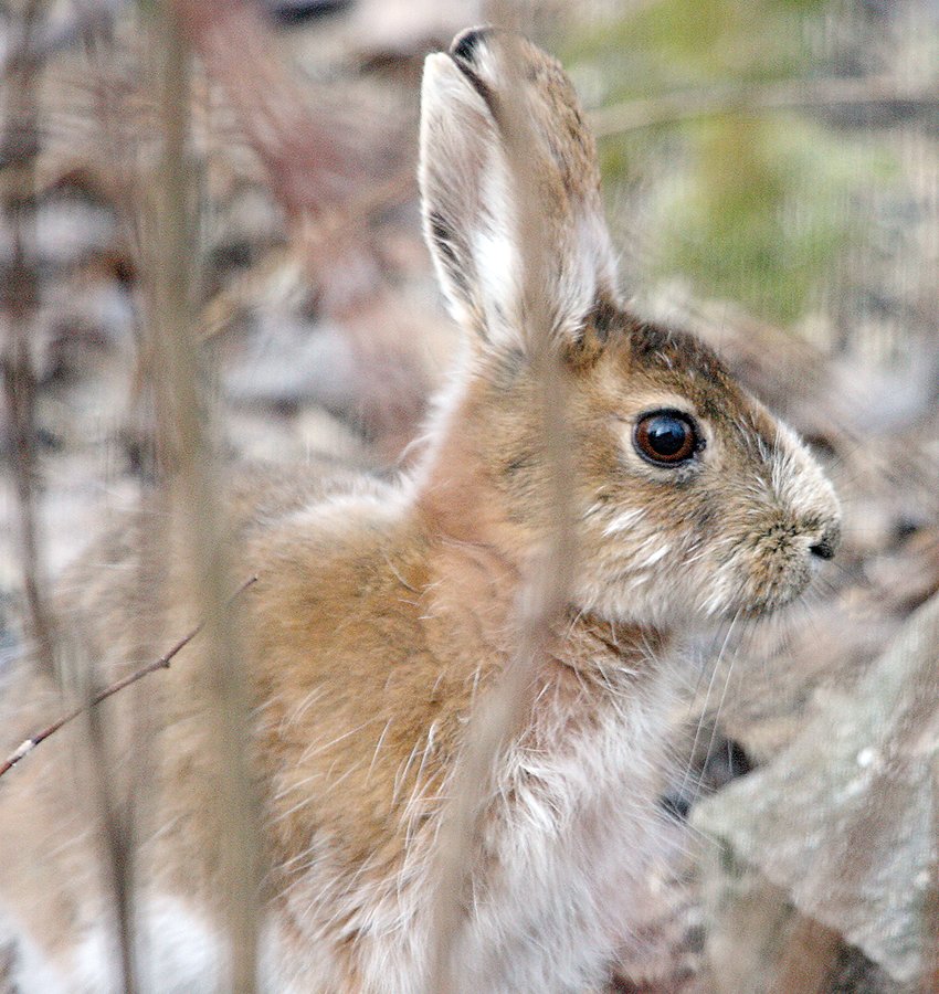 A snowshoe hare transitions from winter white to summer brown, matching nearly  perfectly with an early spring forest background.
