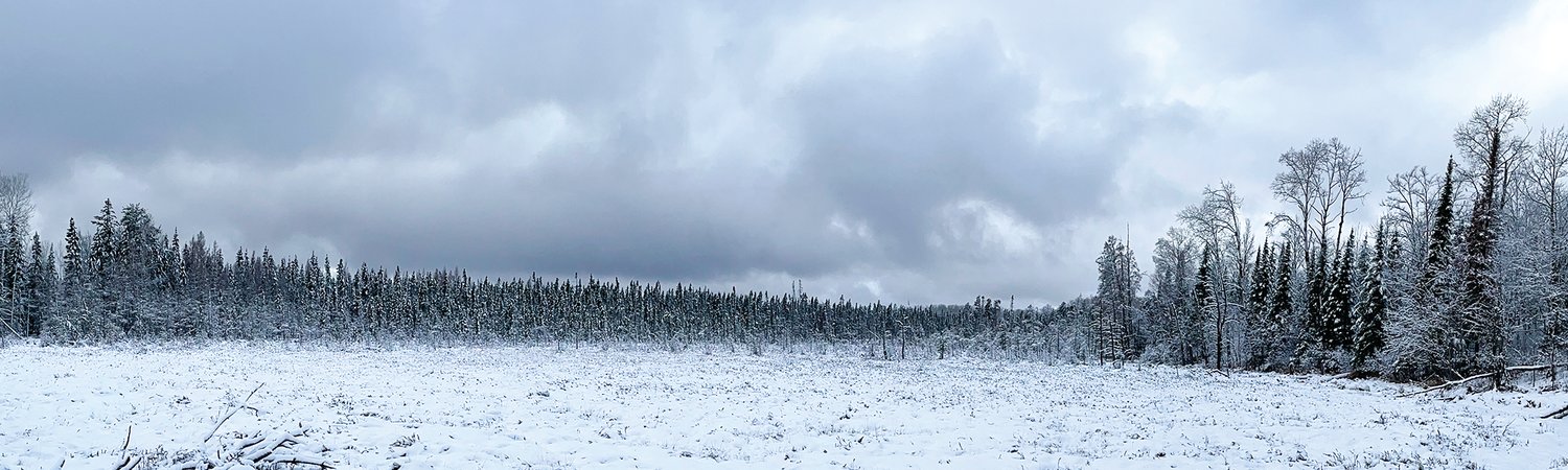 Clouds and snow-covered black spruce provide a backdrop for an open fen located along the Brown Road, in Angora.