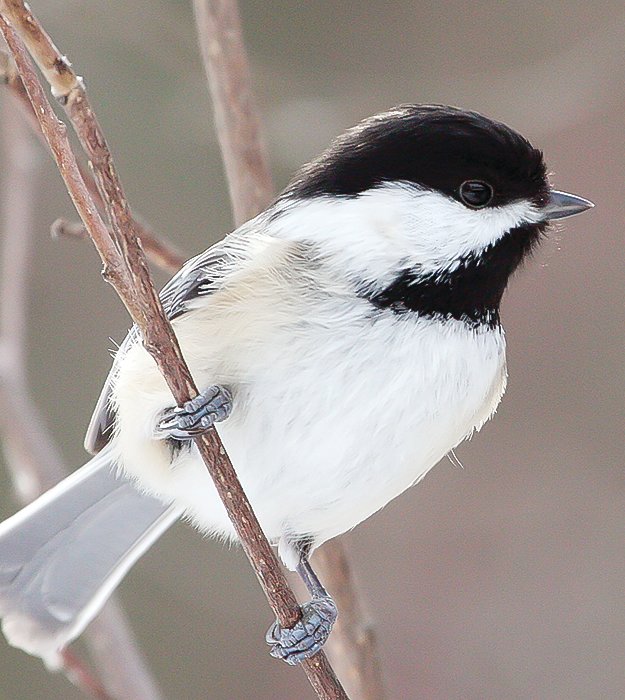 Tiny and good-
natured, black-capped 
chickadees rank near the bottom of the bird feeder pecking order. If you want to attract these cheery birds, consider hanging some feeders designed for small birds in your yard.