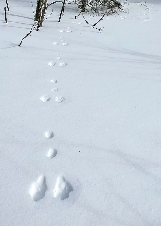 A bunny trail atop the snow along the edge of the Lost Lake Swamp.