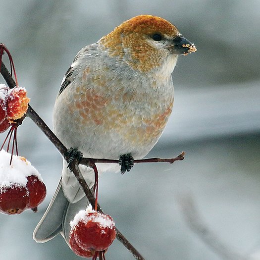 An immature pine grosbeak munches on frozen crab apples. The pine grosbeaks have all headed to Canada now for the breeding season. But don’t worry... they’ll be back in the fall.