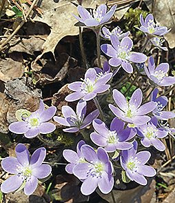 A colorful bunch of hepatica in bloom.