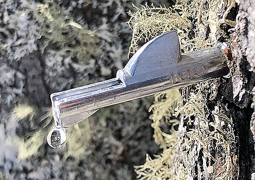 The steady drip of maple sap from a tap installed this past 
weekend.