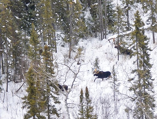 A small herd of moose seen from a spotter plane used in the aerial survey.