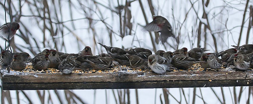 Redpolls have been appearing at area feeders in enormous numbers in recent weeks as their natural foods appear to be in short supply right now.
