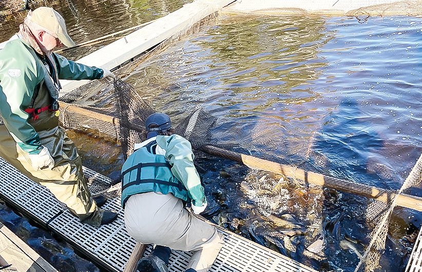 DNR fisheries workers concentrate a netful of 
female walleye for sorting. Unripe fish were quickly released, while DNR staff stripped eggs from those that were ripe, before being released.