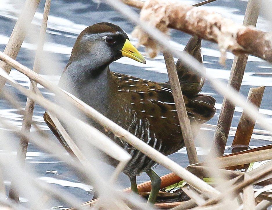A sora rail peeks out through a thicket of cattails.
