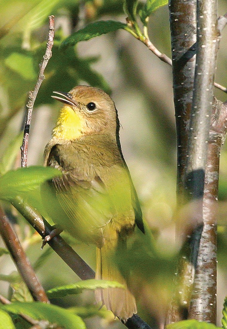 A maskless female 
yellowthroat peers out from dense alder.