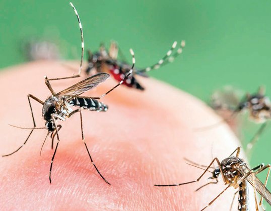 Mosquitoes and black flies have emerged in large numbers already this spring, testing the willpower of area residents. The deer flies should be emerging soon, and will add further to the hordes of biting insects.
