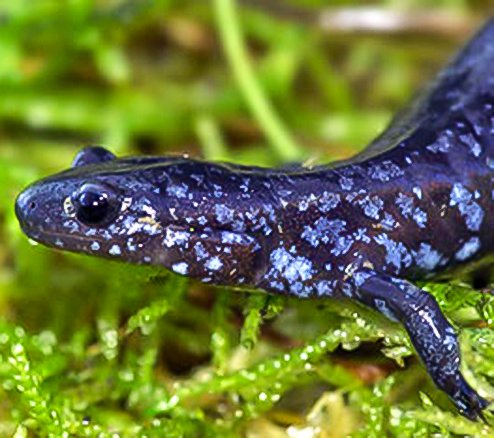 Blue salamander