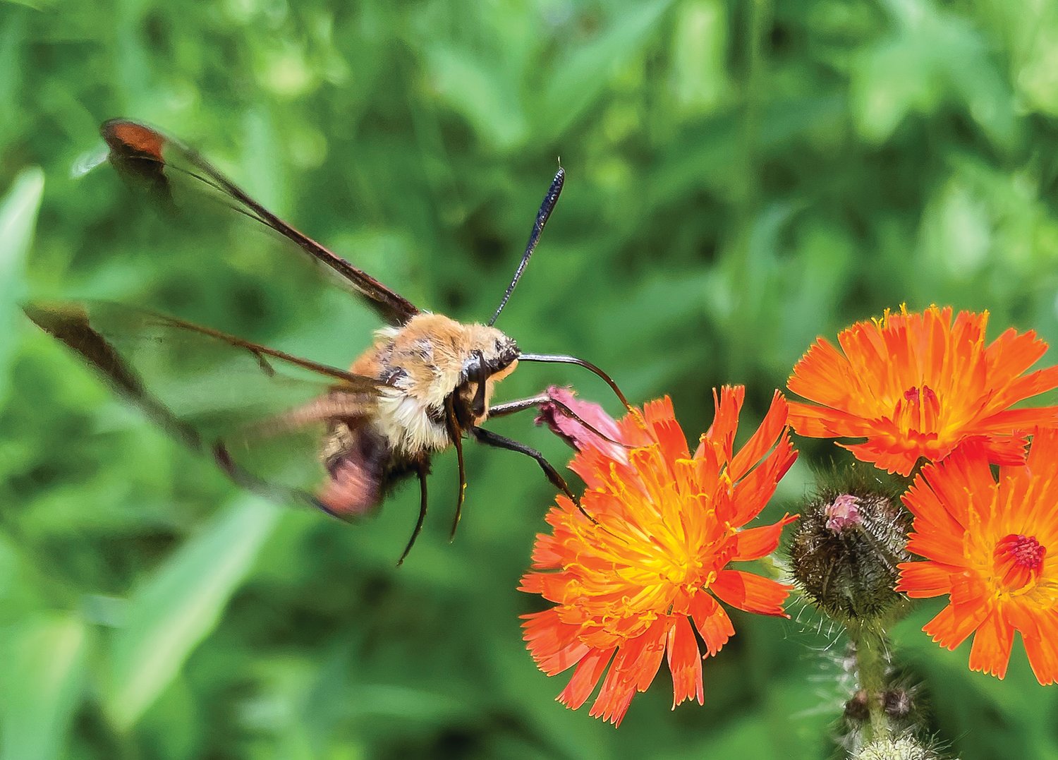 A snowberry clearwing, a species of sphinx moth, hovers over an orange hawkweed.