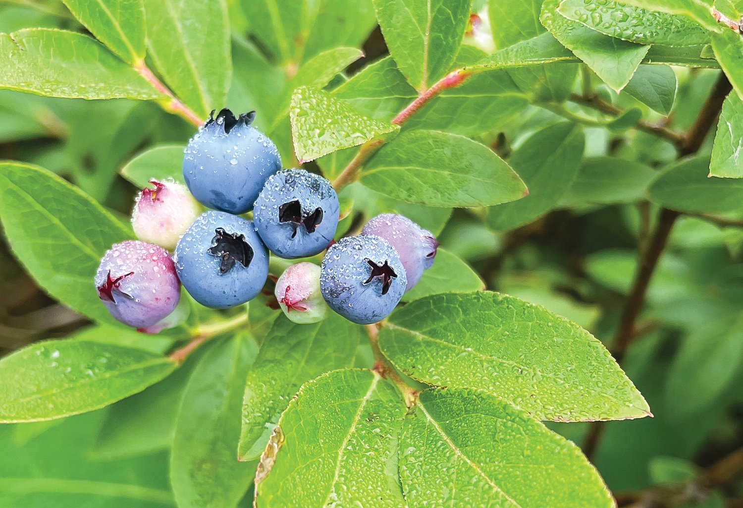 It appears that the area is experiencing one of the best blueberry crops in the past few years. Last year’s drought prompted many plants to kick seed production into overdrive and that means this year’s berry crop is looking plentiful.