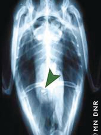 A DNR x-ray reveals the lead sinker (see pointer) that killed this loon.