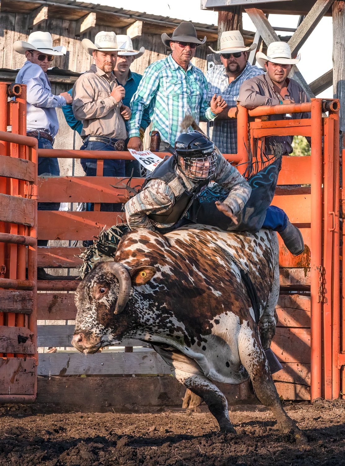 Even cowboys behind the fence look
apprehensive as a huge and angry bull 
explodes out 
of the gate leaving its rider quickly off 
balance. Score one for the bull.