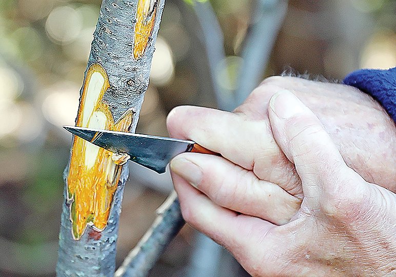 The best method of 
identifying buckthorn is to scrape the bark to reveal the bright orange cambium underneath.