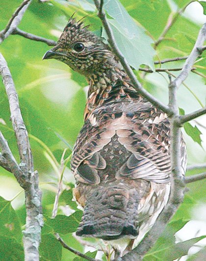 Ruffed grouse numbers may be up this fall, even though the population is supposed to be in the declining phase of its ten-year cycle.