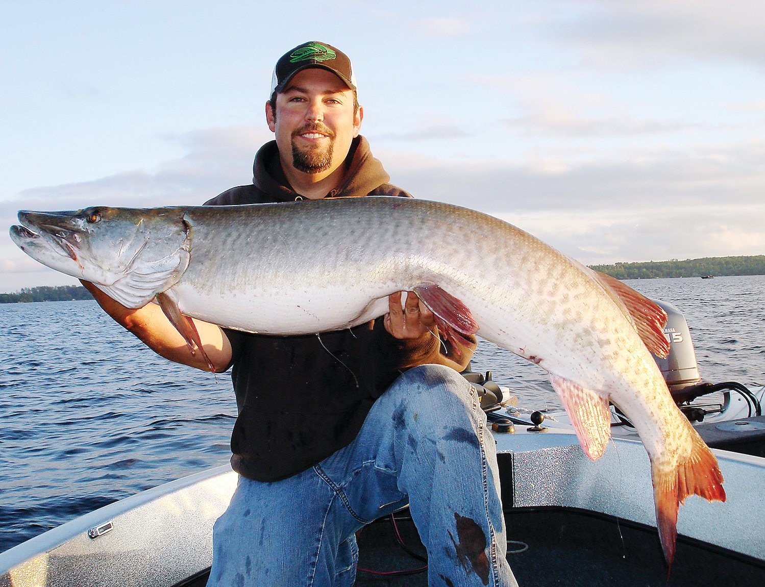 Fishing guide Matt Snyder with a 54-inch musky he caught on Vermilion nearly ten years ago. He’s concerned about changes he’s seen in the number and behavior of muskies on the lake.