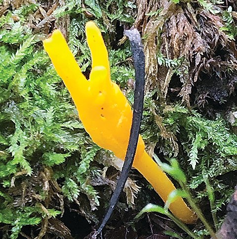 All this yellow club fungus is saying is “Give Peace a Chance.”