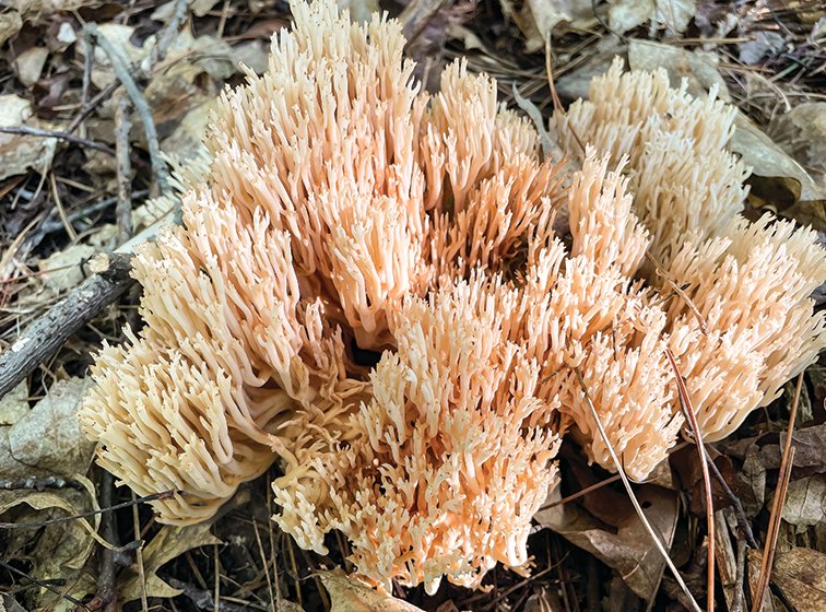 A large coral mushroom.