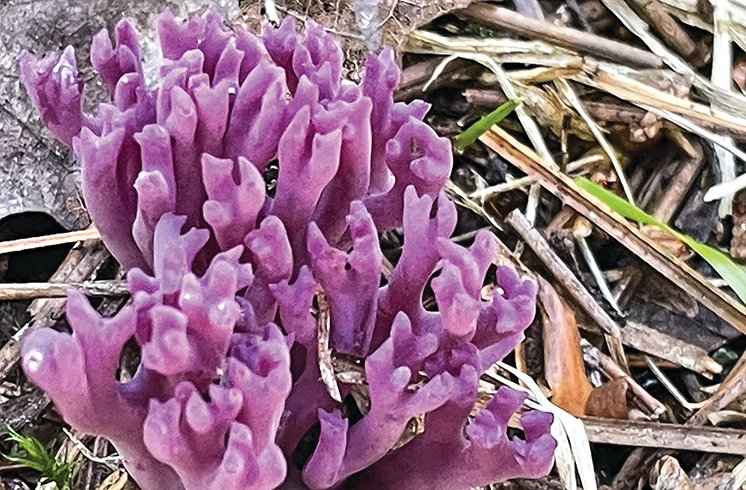 A bright 
purple coral fungus.