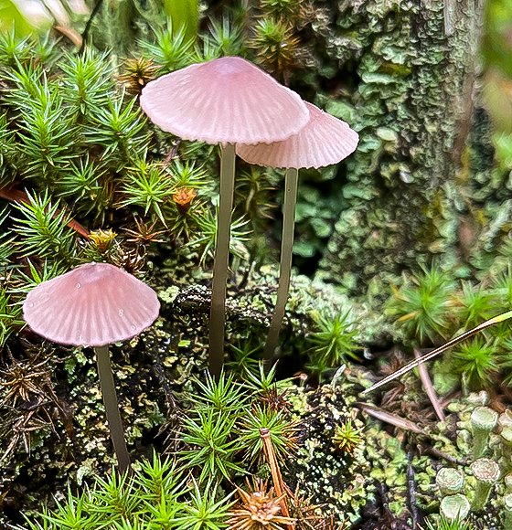 A group of tiny parasol-like mushrooms.