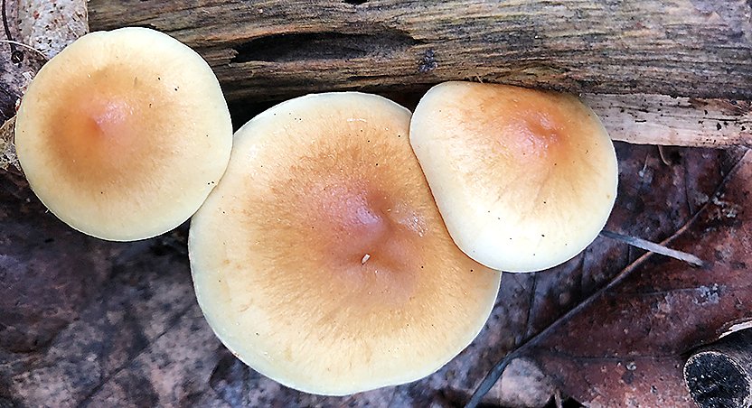 Possible honey mushrooms 
emerge from the underside of a log.