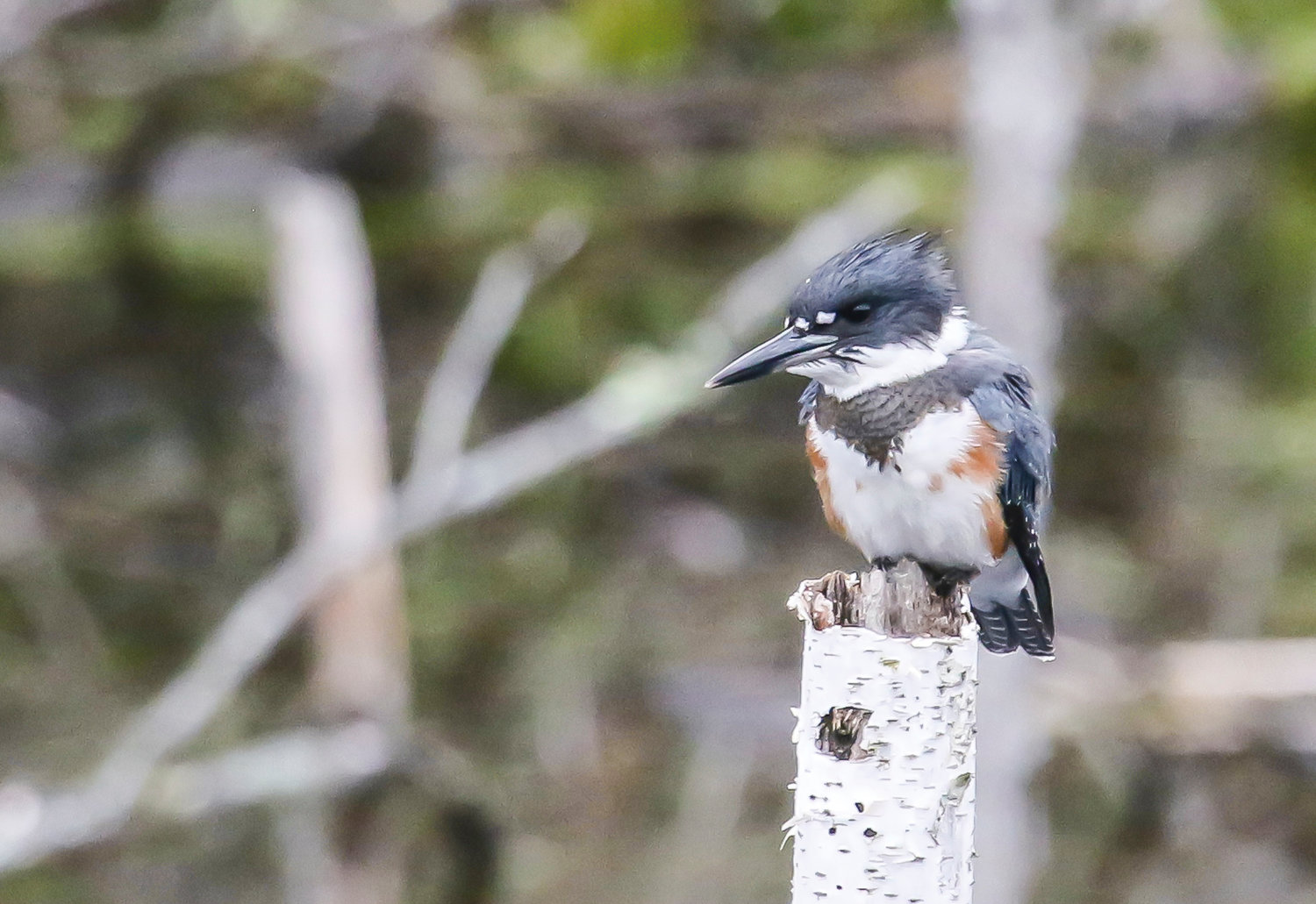 A female belted kingfisher sits on a birch snag in a 
beaver pond. Note the rusty-orange coloration on portions of the bird’s breast. In the vast majority of bird species, it is the male that is more colorful, but the belted kingfisher is a 
notable exception.  The females are also equally noisy and nearly as aggressive in defending their territory as males.
